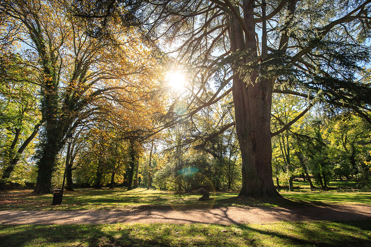 Allée arborée du domaine du château d'Ainé à Azé